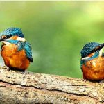 oasi-san-francesco-desenzano-del-garda