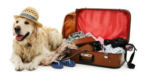Urlaub mit Hund im Sirmione am Gardasee